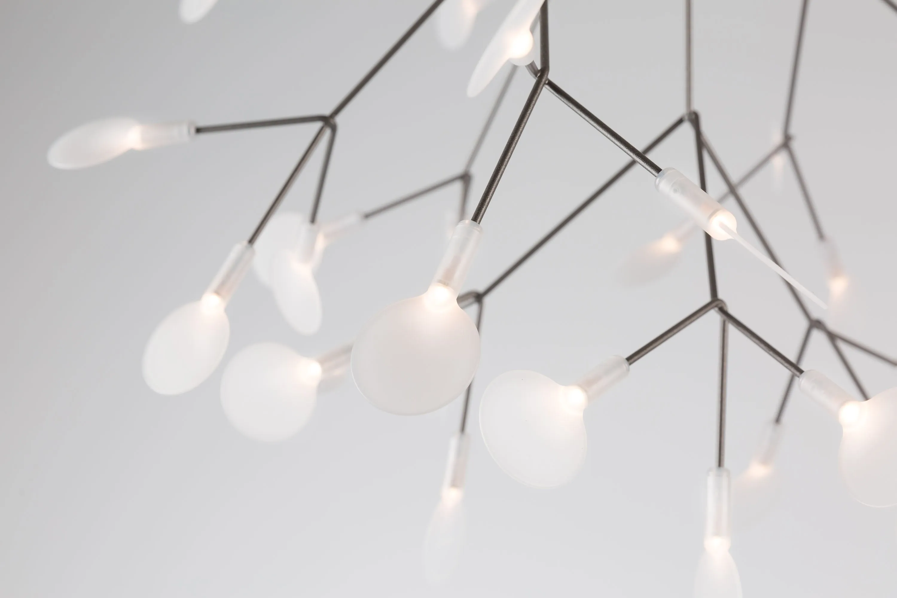 HERACLEUM III S