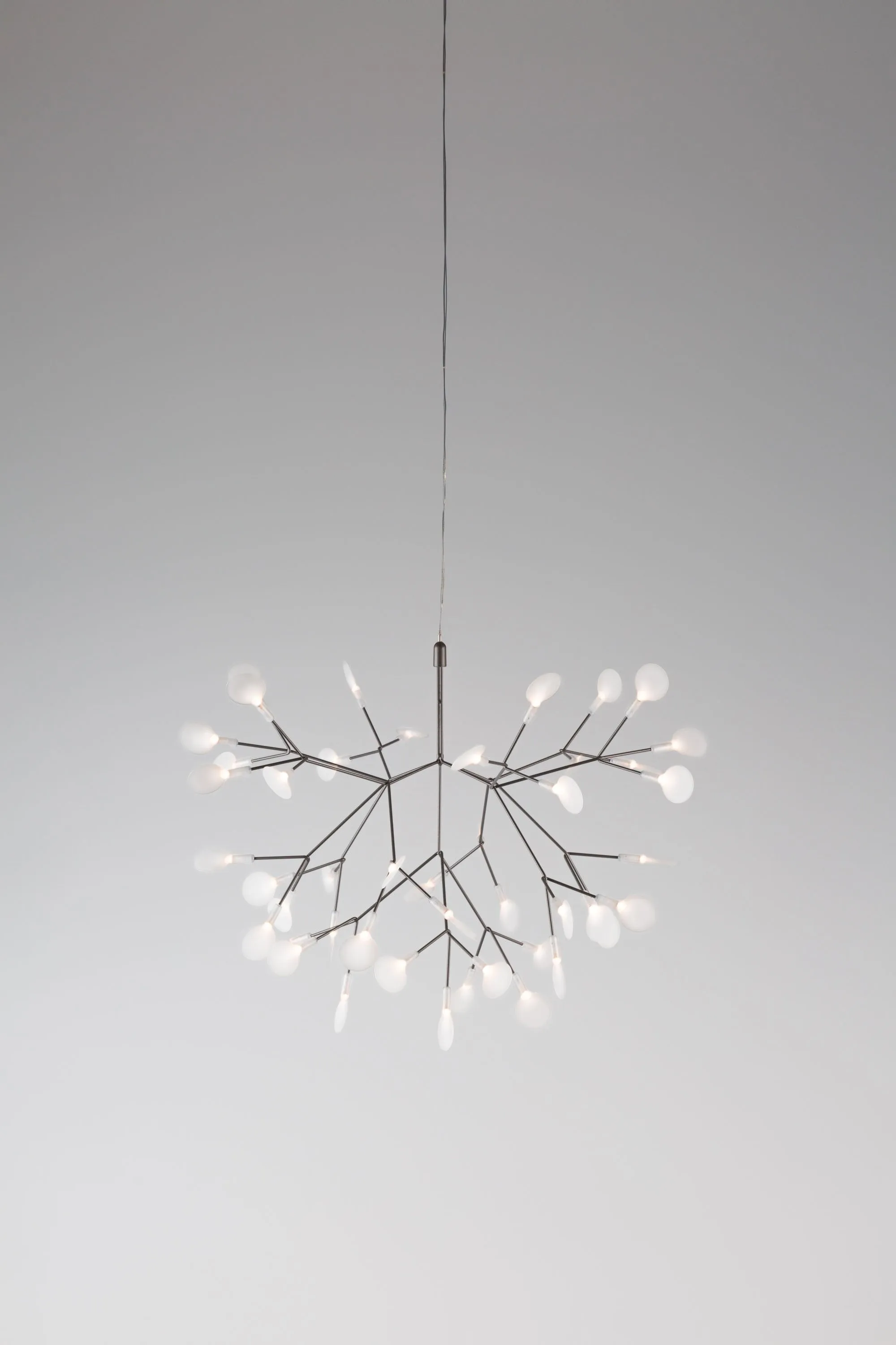 HERACLEUM III S