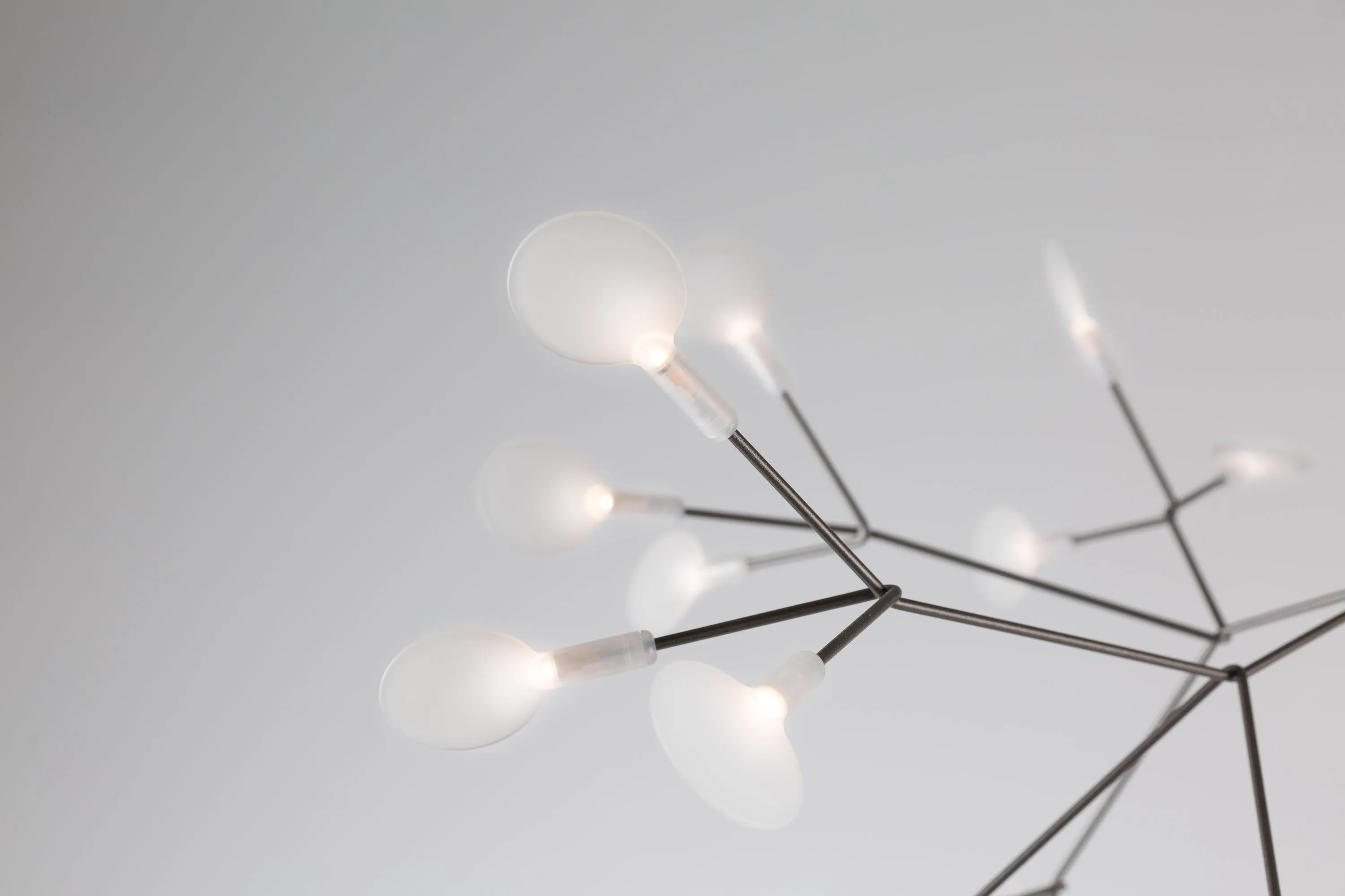 HERACLEUM III S