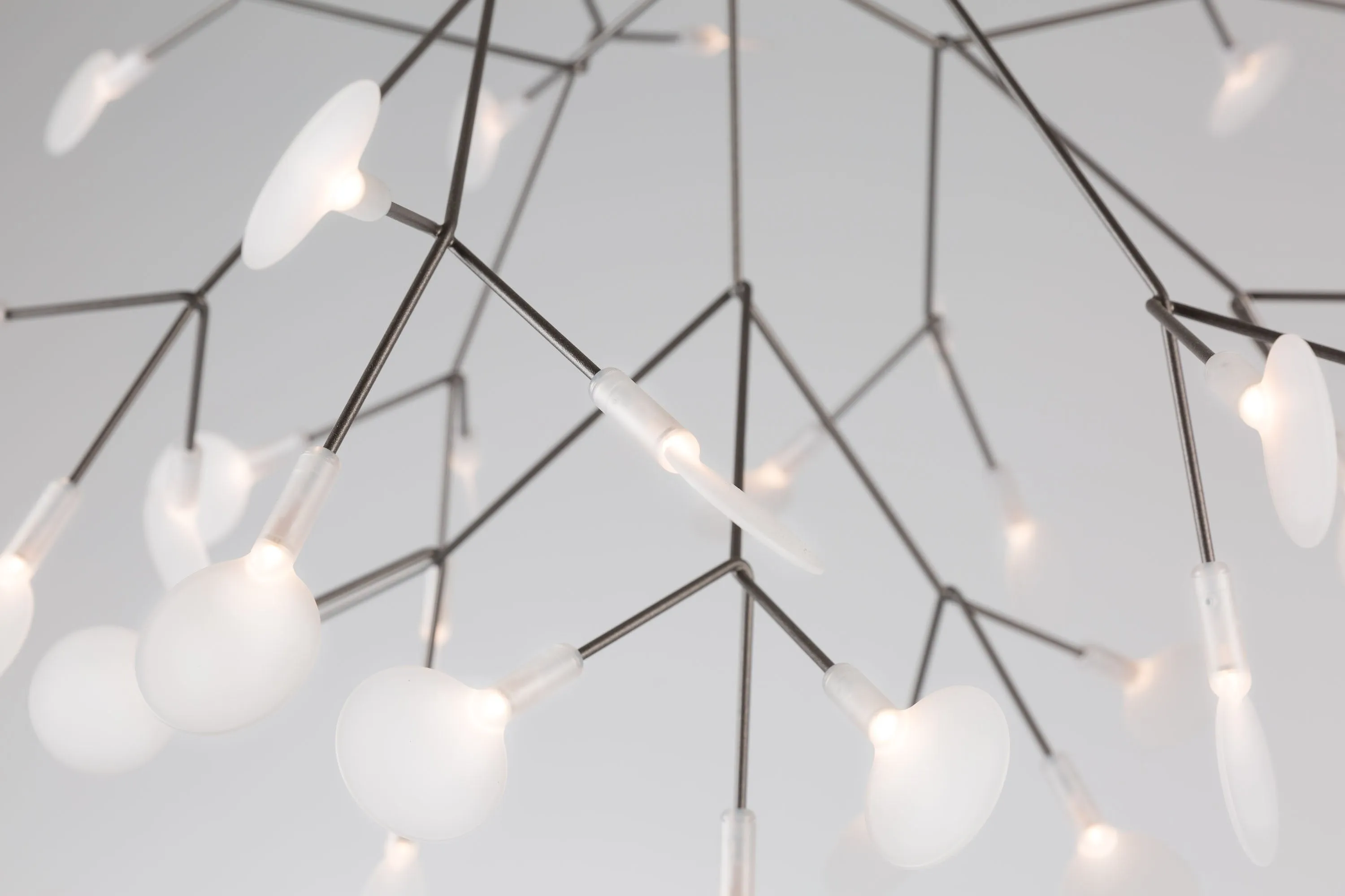 HERACLEUM III S